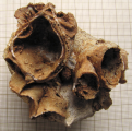 syntype of Mitrodendron mitratum type species of the genus, author: B. Lathuilie