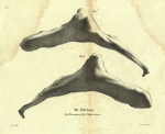 Dubar, J. (1828). Ostéographie de la baleine échouée à l'est du port d'Ostende, le 4 novembre 1827; précédée d'une notice sur la découverte et la dissection de ce Cétacée. Laurent Frères, Imprimeurs-Libraires: Bruxelles. 61, 13 folded plates pp.