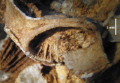 Syntype of Mitrodendron mitratum, the type species of the genus, author: B. Lathuilie