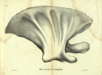<B>Dubar, J.</B> (1828). Ostéographie de la baleine échouée à l'est du port d'Ostende, le 4 novembre 1827; précédée d'une notice sur la découverte et la dissection de ce Cétacée. Laurent Frères, Imprimeurs-Libraires: Bruxelles. 61, 13 folded plates pp.