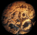 Lectotype of Ovalastrea caryophylloides, type species of the genus, author: B. Lathuilie