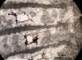 Holotype ofPruvostastraea labyrinthiformistype species of the genus, author: B. Lathuilie