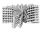 conceptual model of a corallite of Microsolena after Stolarski & Roniewicz 2001, author: Stolarski and Roniewicz 2001