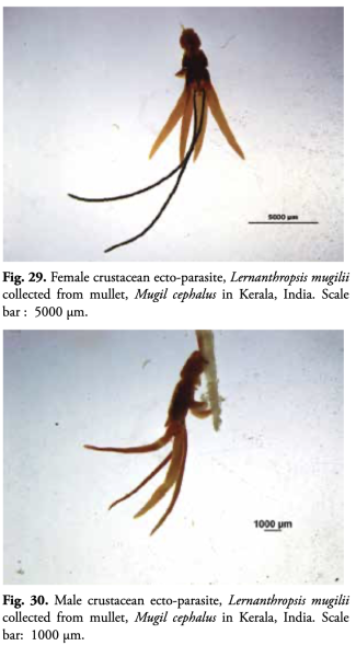 Lernanthropsis mugilii Lernanthropsis mugilii