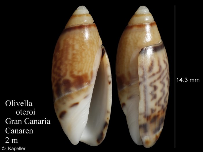 Olivella oteroi