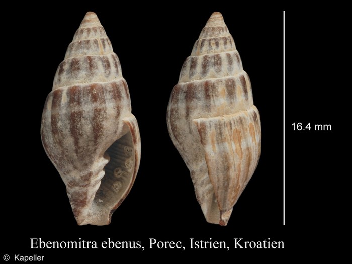 Ebenomitra ebenus