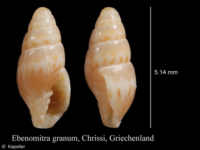 Ebenomitra granum