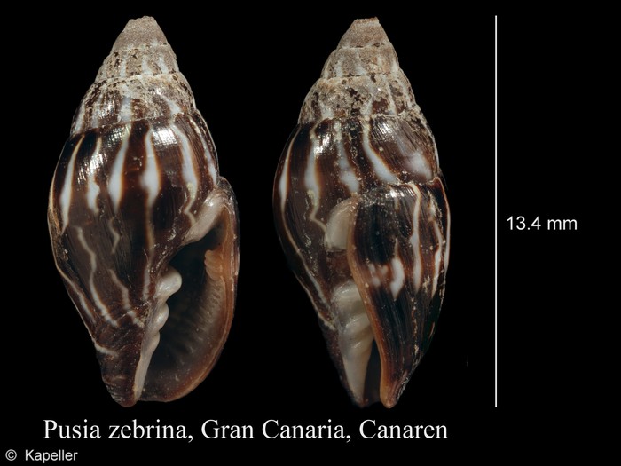 Pusia zebrina