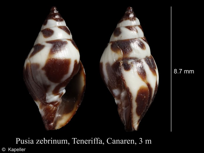 Pusia zebrina
