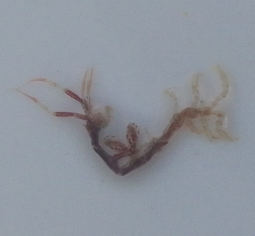 Caprellidae, (2023, Fig.1) Caprellidae, (2023, Fig.1)