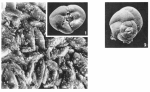 Valvulammina globularis (d'Orbigny, 1850)