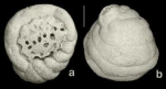 Arenagula kerfornei (Allix, 1922)