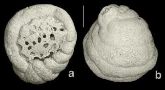 Arenagula kerfornei (Allix, 1922) Arenagula kerfornei (Allix, 1922)