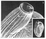 Quinqueloculina parisiensis d'Orbigny, 1850
