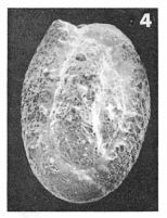Quinqueloculina aspera d'Orbigny, 1826 Quinqueloculina aspera d'Orbigny, 1826