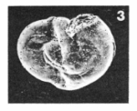 Hauerina abnormis (Terquem, 1882)