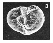 Hauerina abnormis (Terquem, 1882) Hauerina abnormis (Terquem, 1882)