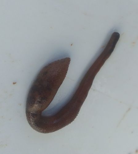 Sipuncula, (2023, Fig.1) Sipuncula, (2023, Fig.1)