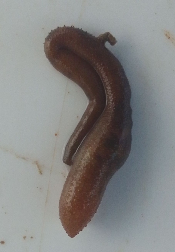 Sipuncula (2023, Fig.2) Sipuncula (2023, Fig.2)