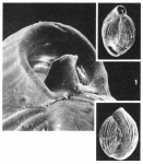 Quinqueloculina crassa d'Orbigny, 1850