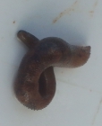 Sipuncula, (2023, Fig.4)