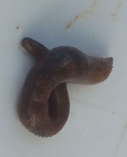Sipuncula, (2023, Fig.4) Sipuncula, (2023, Fig.4)