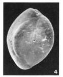 Quinqueloculina carinata d'Orbigny, 1850