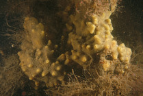 Halichondria panicea