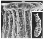 Articulina nitida d'Orbigny in Guérin-Méneville, 1832