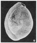 Quinqueloculina carinata d'Orbigny, 1850
