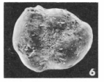 Flintina dameryana (Le Calvez, 1947)