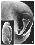 Triloculina lecalvezae Kaasschieter, 1961