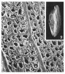 Miliola disticha (Terquem, 1882)