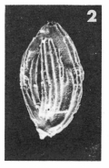 Quinqueloculina crassicostata Terquem Em. Le Calvez, 1947 Quinqueloculina crassicostata Terquem Em. Le Calvez, 1947