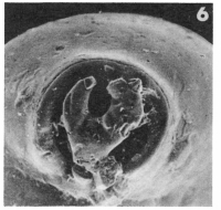 Pyrgo ringens (Lamarck, 1804) Pyrgo ringens (Lamarck, 1804)