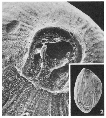 Pyrgo eocenica Le Calvez, 1947 Pyrgo eocenica Le Calvez, 1947