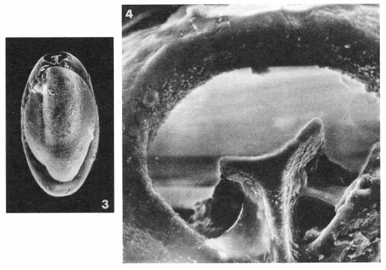 Triloculina hemisphaerica Terquem, 1882 Triloculina hemisphaerica Terquem, 1882