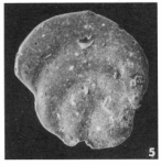 Renulina opercularia (Lamarck, 1804)