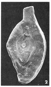 Spiroloculina angulifera Terquem, 1882 Spiroloculina angulifera Terquem, 1882