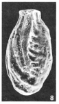 Articulina curta Le Calvez, 1947