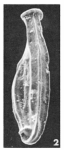 Articulina elegans Le Calvez, 1947, author: Le Coze, François