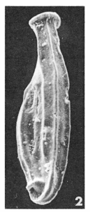 Articulina elegans Le Calvez, 1947 Articulina elegans Le Calvez, 1947