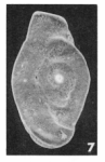 Ophthalmidium alatum (Terquem, 1882)