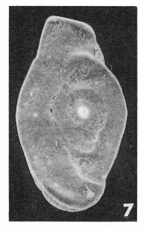 Ophthalmidium alatum (Terquem, 1882) Ophthalmidium alatum (Terquem, 1882)