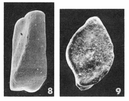 Spiroloculina contorta Le Calvez, 1947 Spiroloculina contorta Le Calvez, 1947