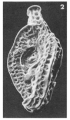 Spiroloculina pertusa Terquem, 1882, author: Le Coze, Franis