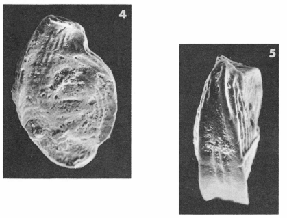 Spiroloculina costigera Terquem Em. Le Calvez, 1947 Spiroloculina costigera Terquem Em. Le Calvez, 1947