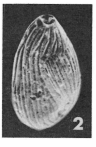Triloculina propinqua Terquem Em. Le Calvez, 1947 Triloculina propinqua Terquem Em. Le Calvez, 1947