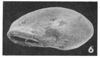 Vertebralina laevigata Terquem, 1882 Vertebralina laevigata Terquem, 1882