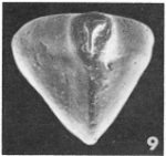 Triloculina angularis d'Orbigny, 1850